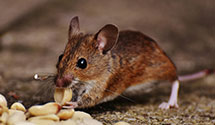24 Hour & Emergency Exterminators in Altamonte Springs, FL